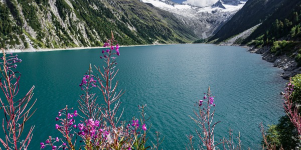  El Poder del Epilobio Prebiótico Natural